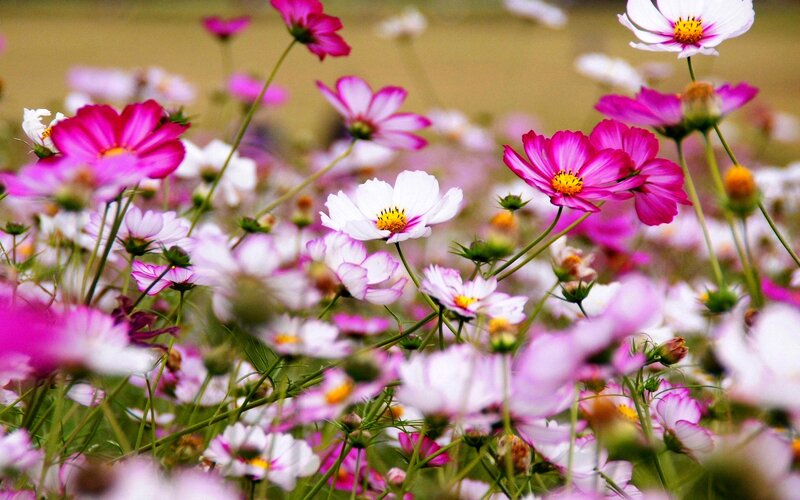 Cosmos Flowers in Field — Pink, Serene, Summer, Photograph