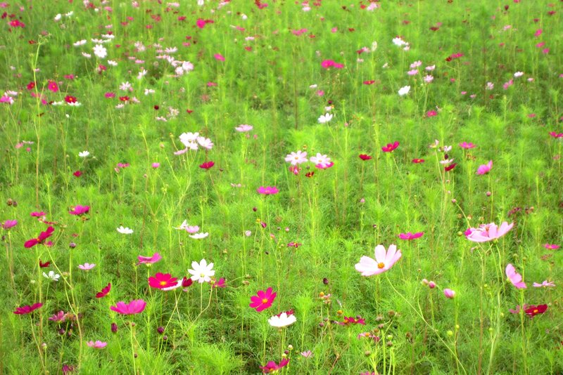 Cosmos Flowers in Field — Pink, Serene, Summer