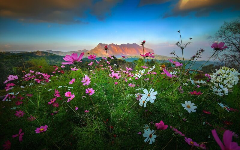 Cosmos Flowers in Field — Pink, Serene, Sunset