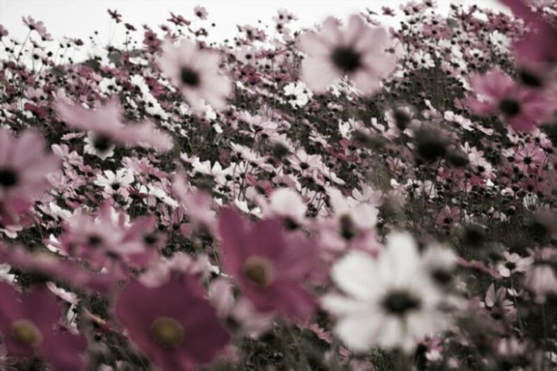 Cosmos Flowers in Field — Pink, Serene