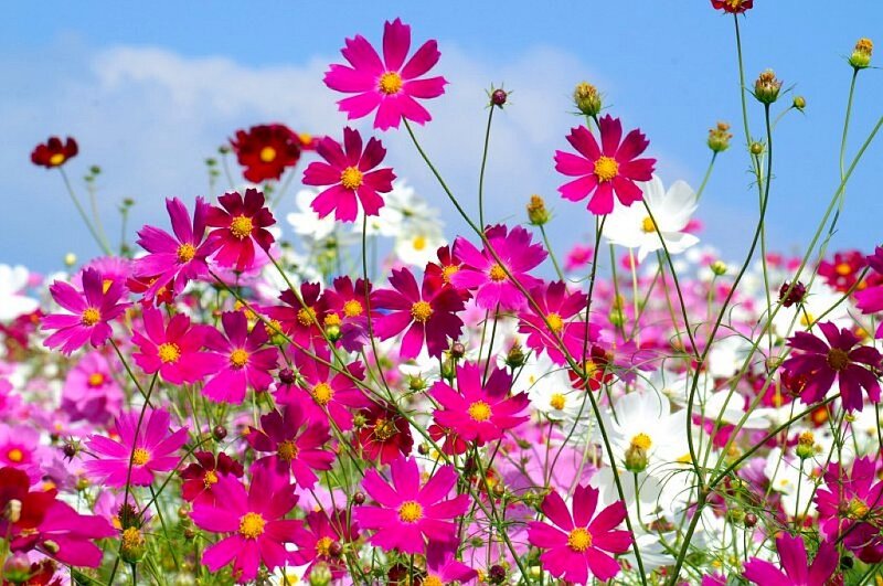 Cosmos Flowers in Field — Pink