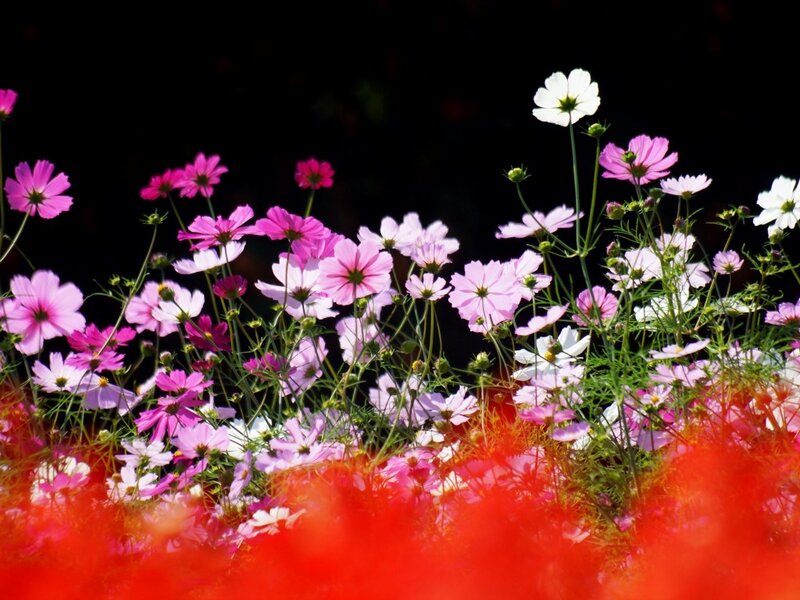 Cosmos Flowers in Field — Pink, Vibrant