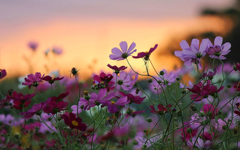 Cosmos Flowers in Field — Purple, Serene