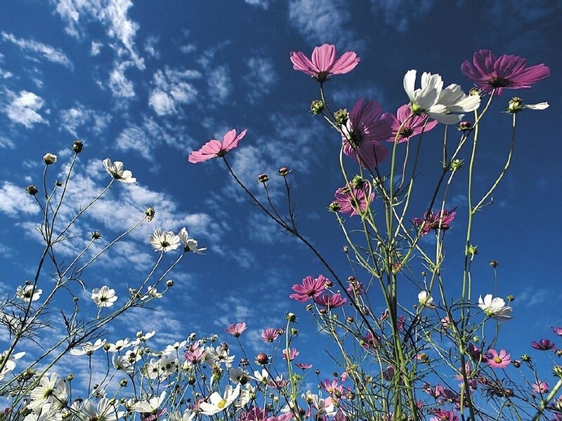 Cosmos Flowers in Field