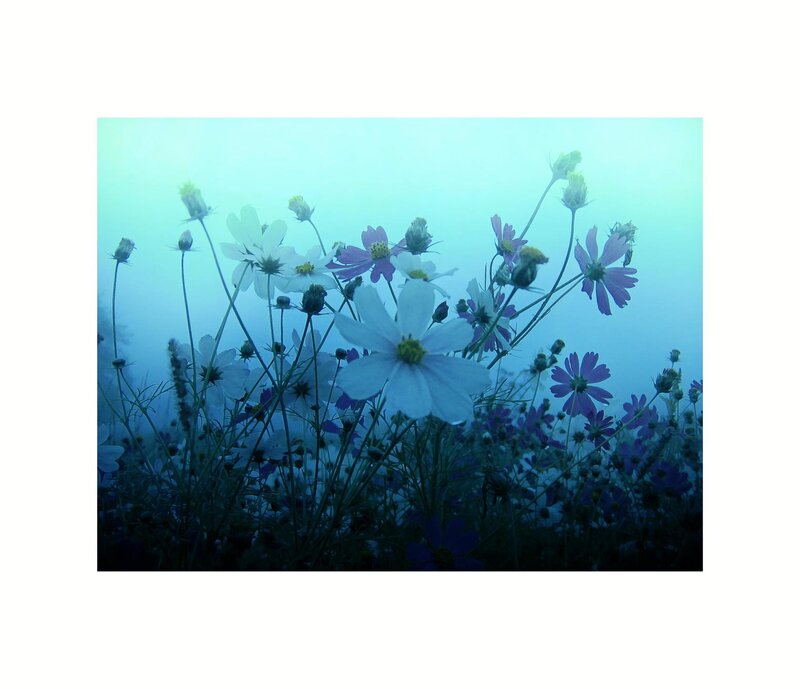 Cosmos Flowers in Fog — Blue