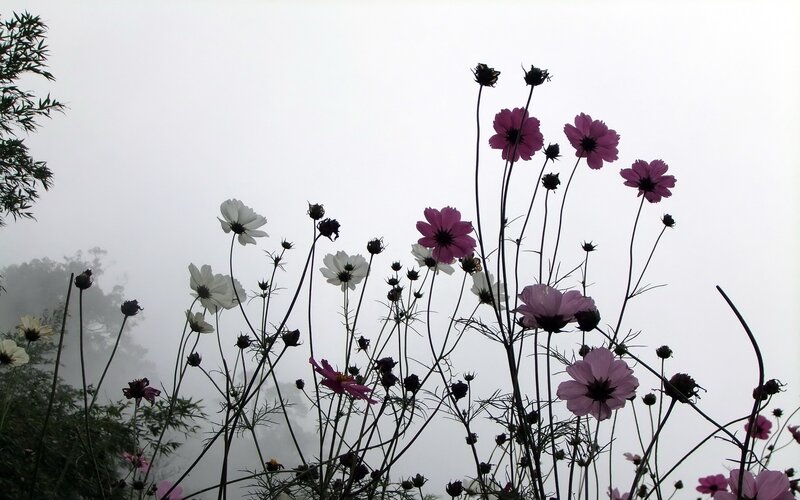 Cosmos flowers in fog