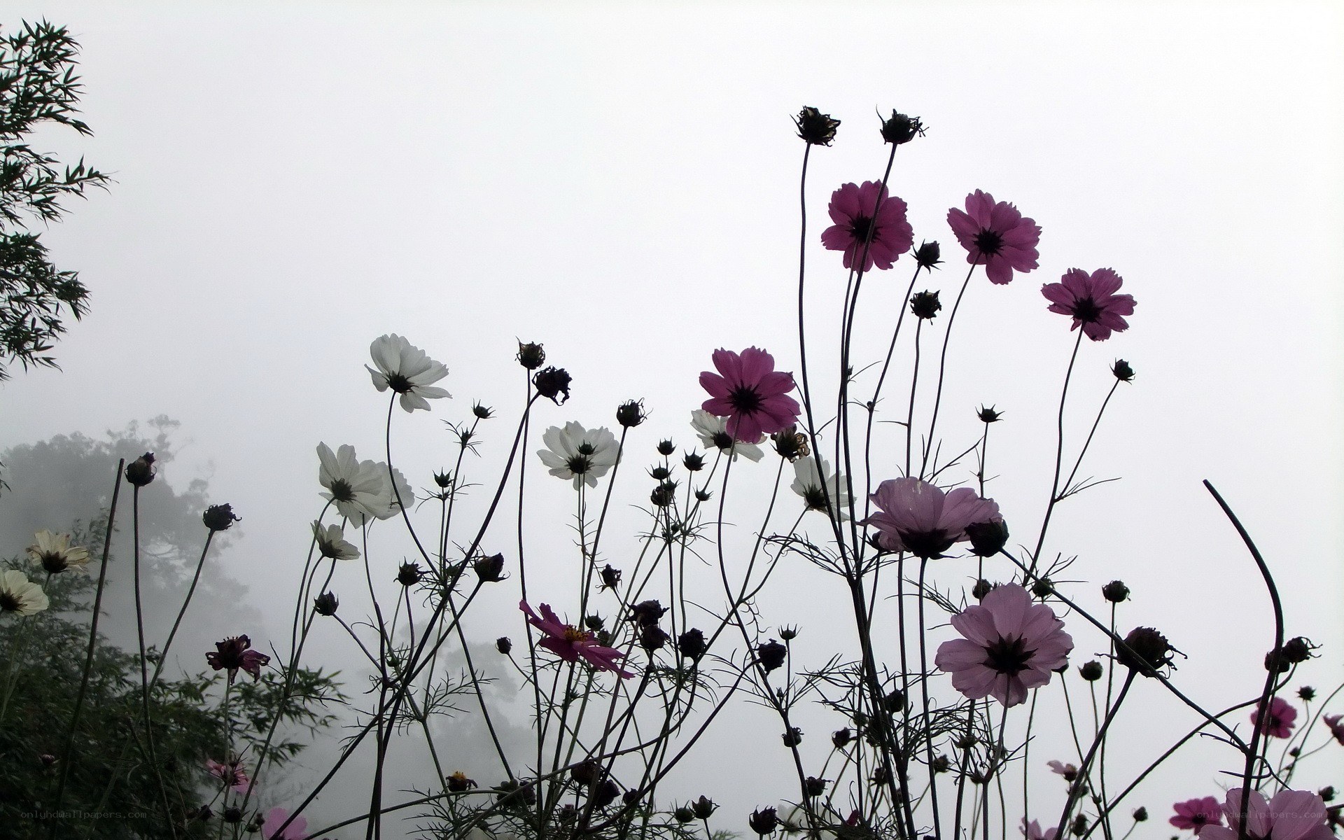 Cosmos flowers in fog