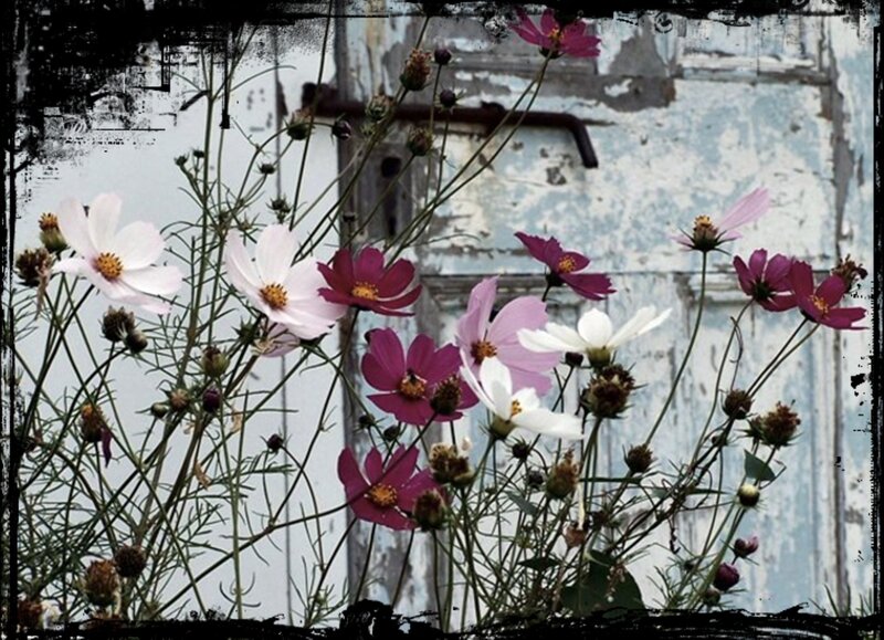 Cosmos Flowers in Front of Door