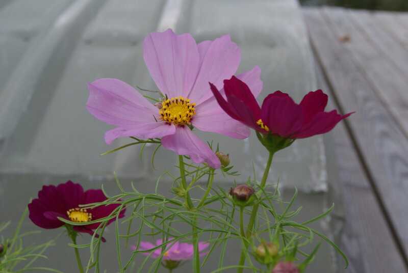Cosmos flowers in garden