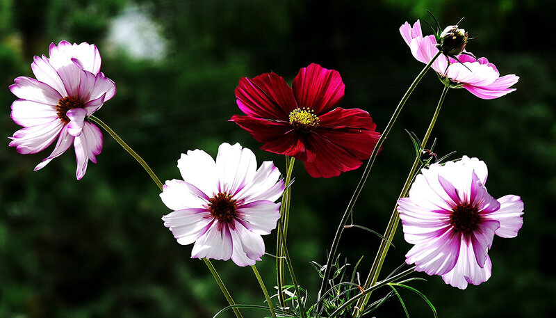 Cosmos Flowers in Garden — Pink, Serene