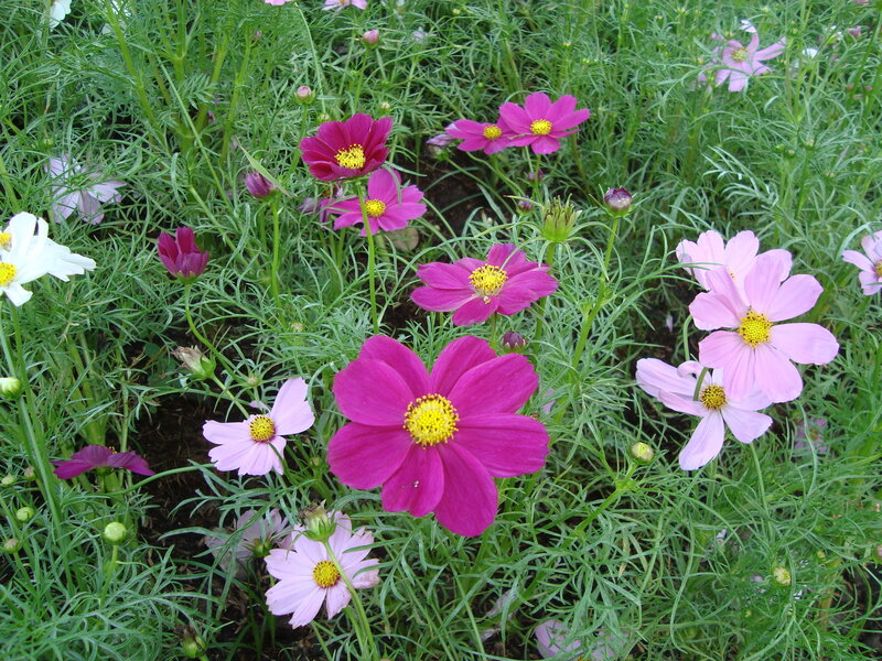 Cosmos Flowers in Garden — Pink