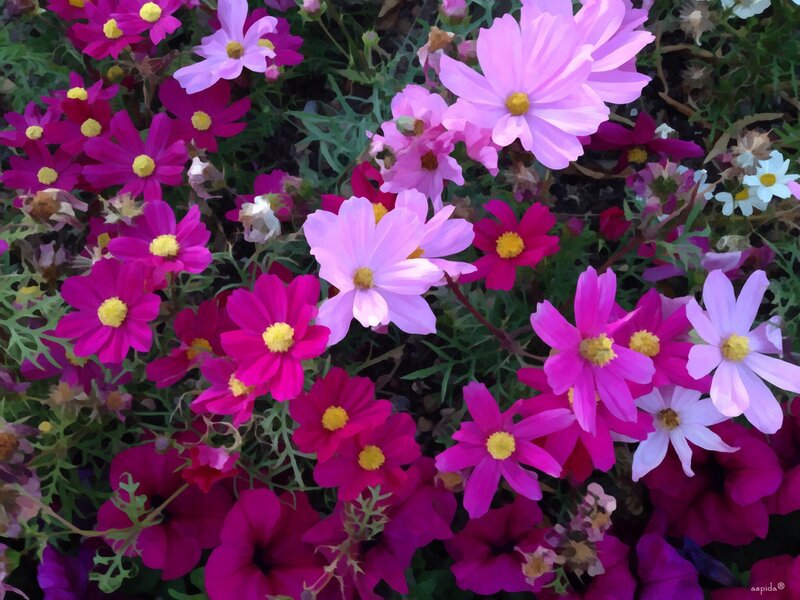 Cosmos Flowers in Garden — Pink, Vibrant