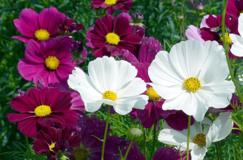 Cosmos Flowers in Garden — White