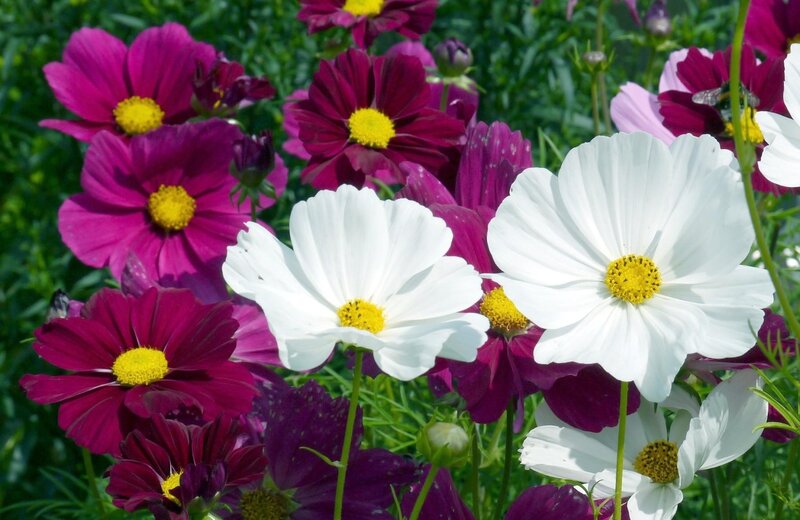 Cosmos Flowers in Garden — White, Vibrant