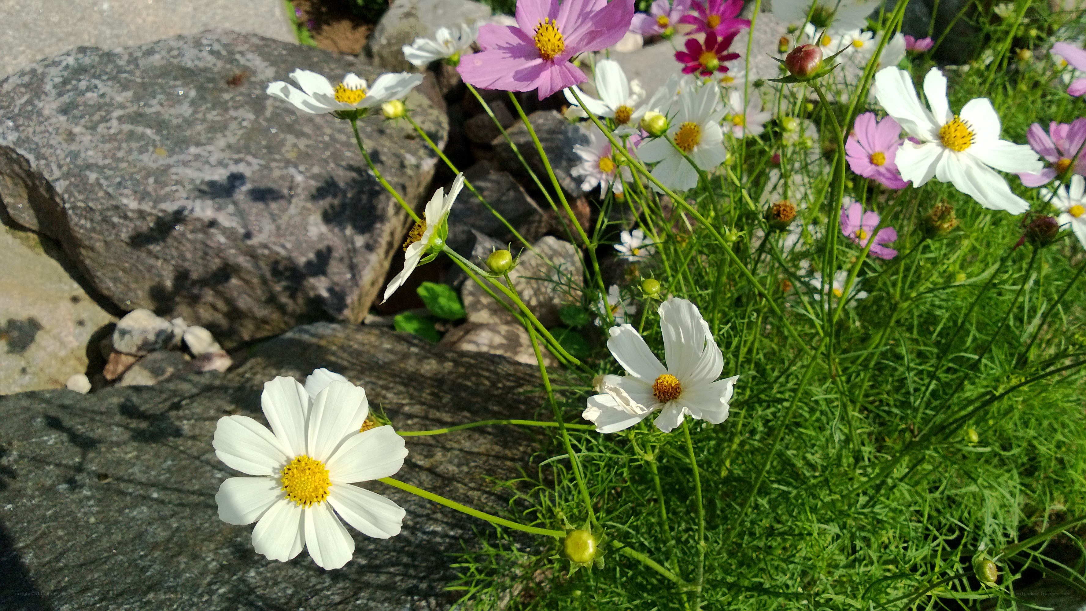 Cosmos flowers in garden