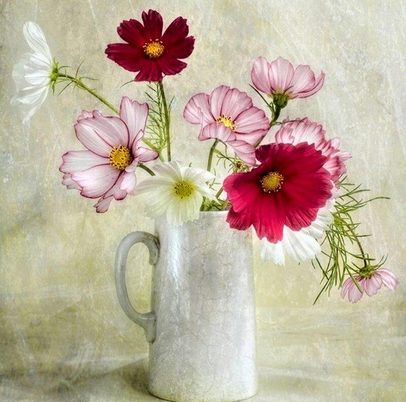 Cosmos Flowers in Pitcher