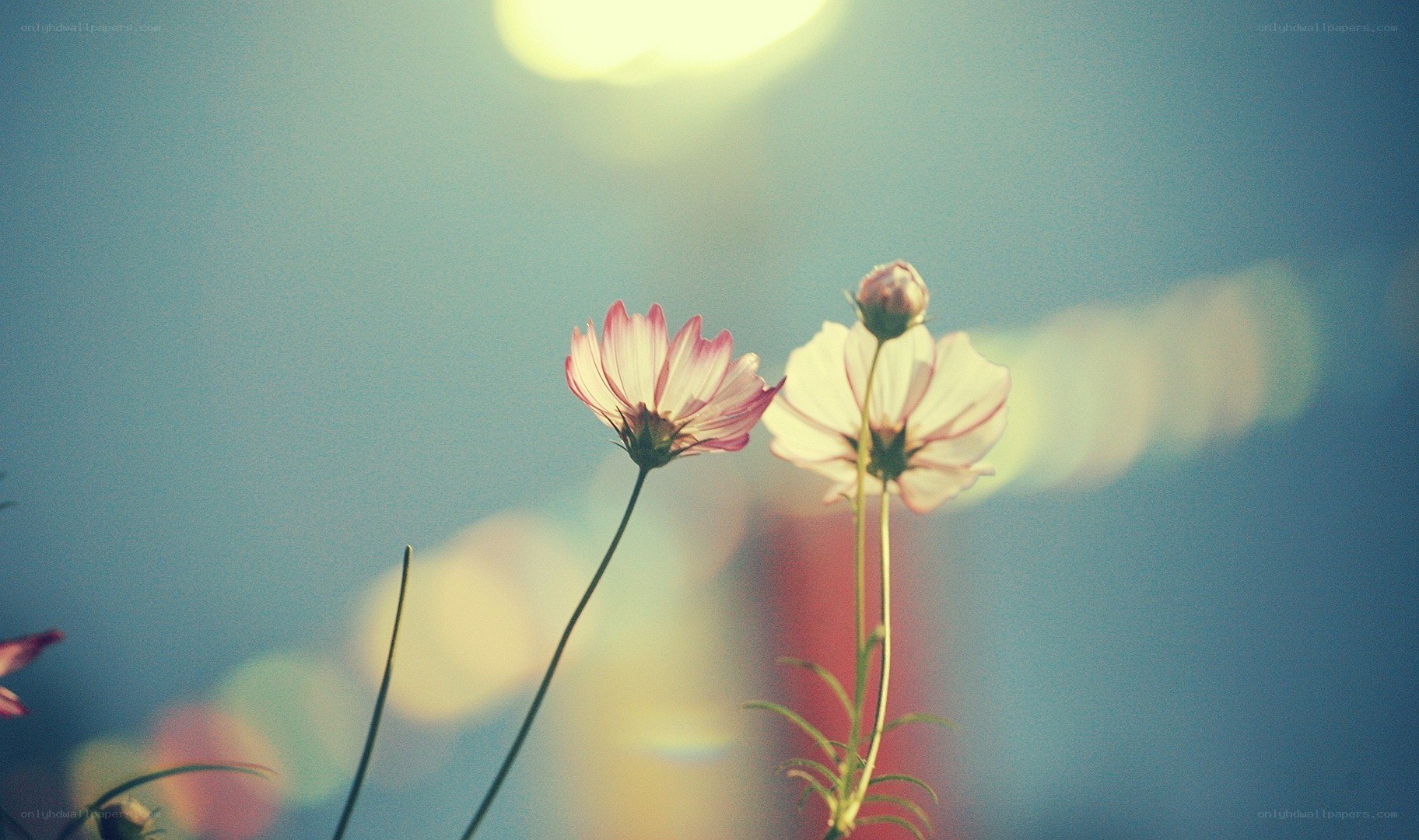 Cosmos flowers in soft light