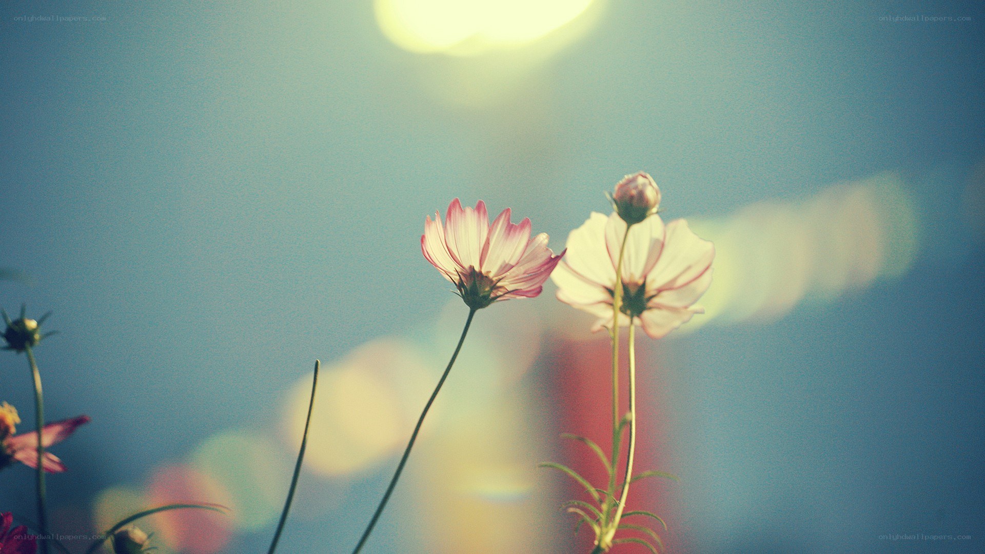 Cosmos flowers in soft light