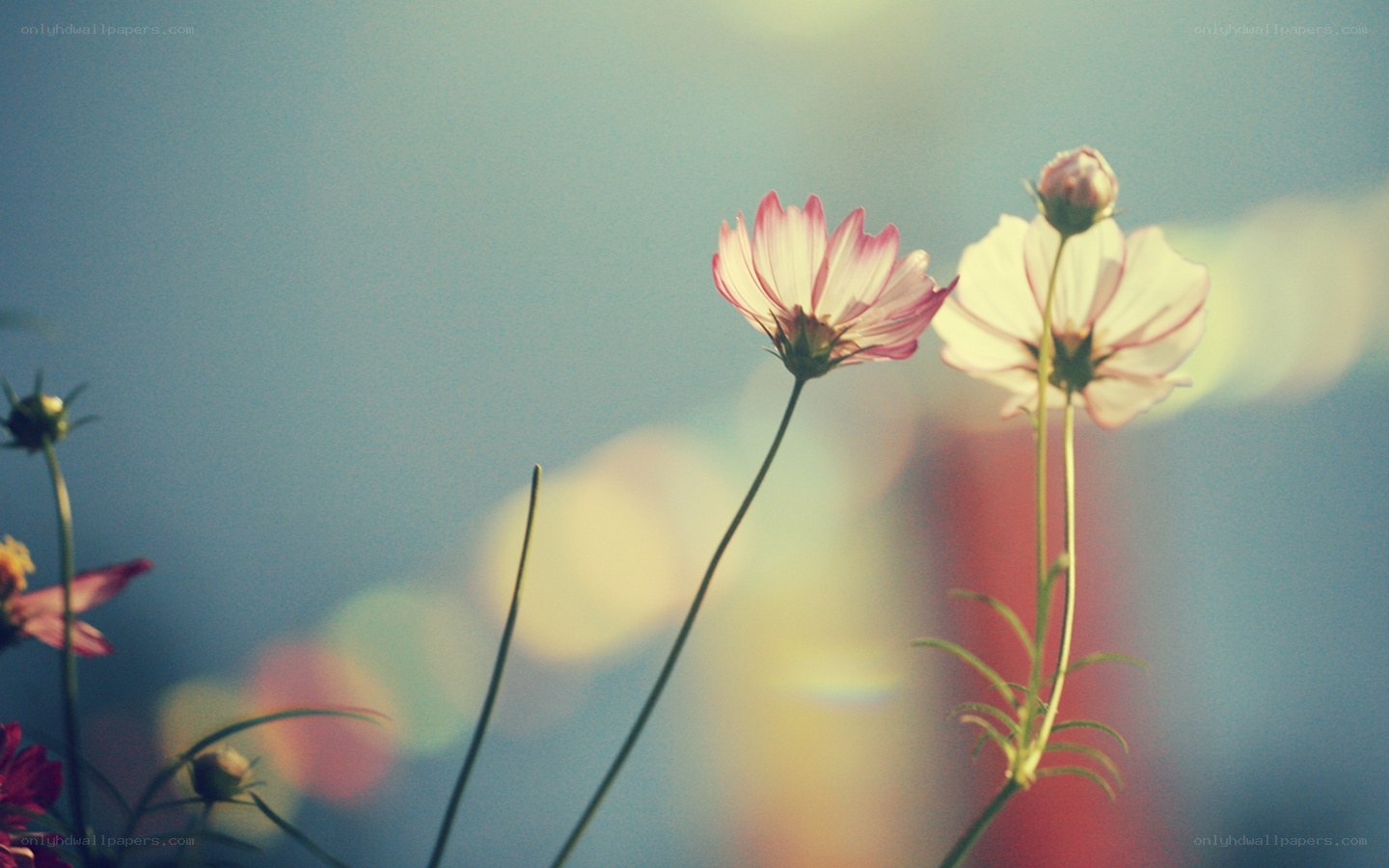 Cosmos flowers in soft light