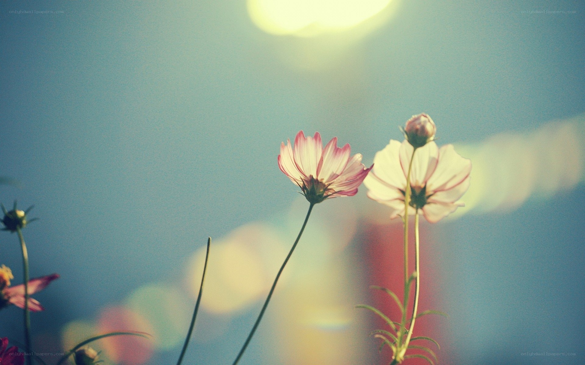 Cosmos flowers in soft light