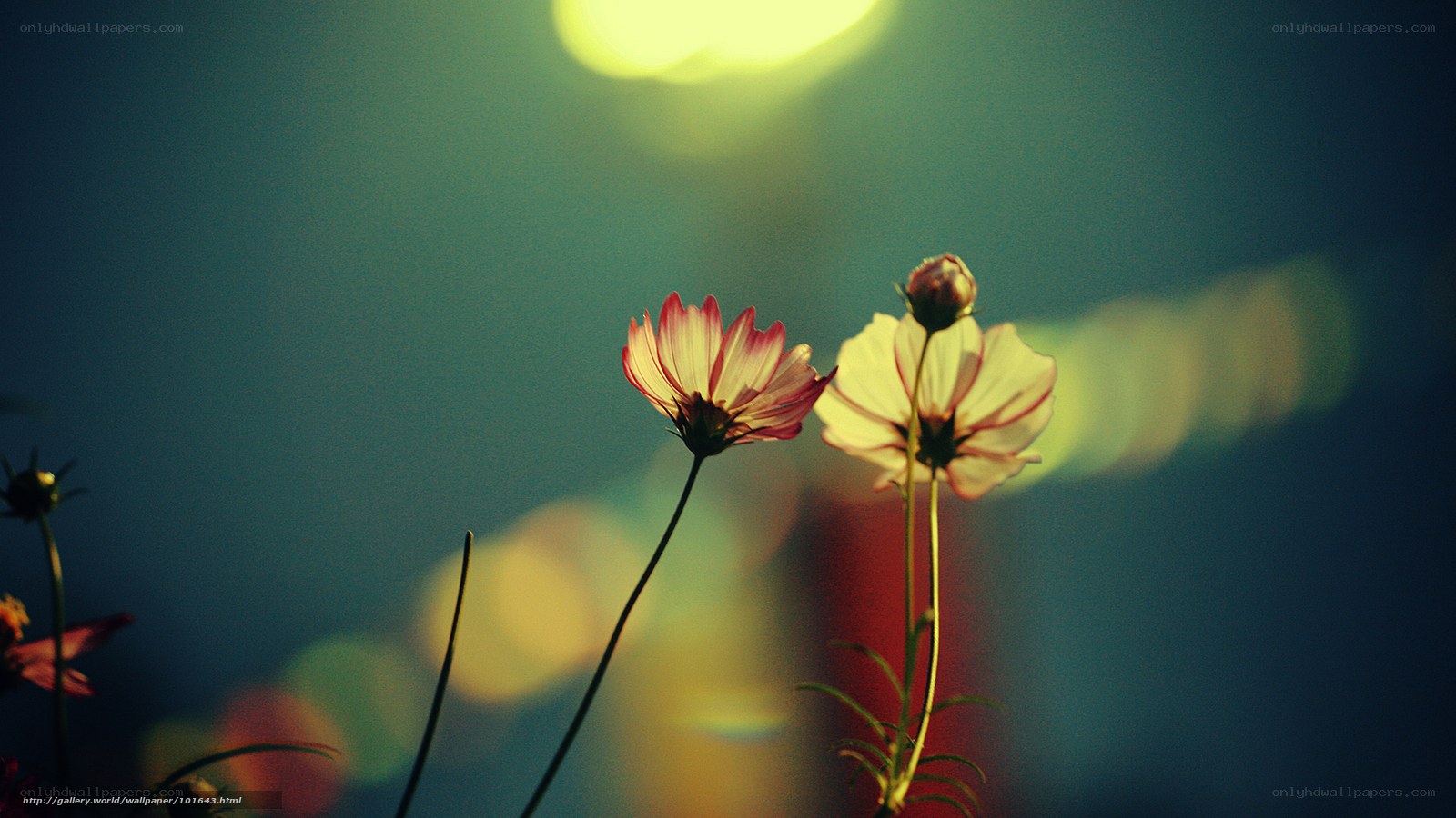 Cosmos flowers in soft light