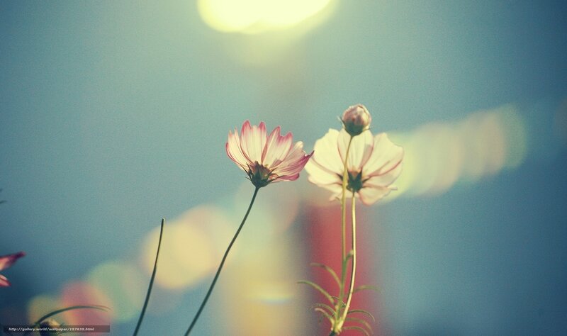 Cosmos Flowers in Sunlight — Blue