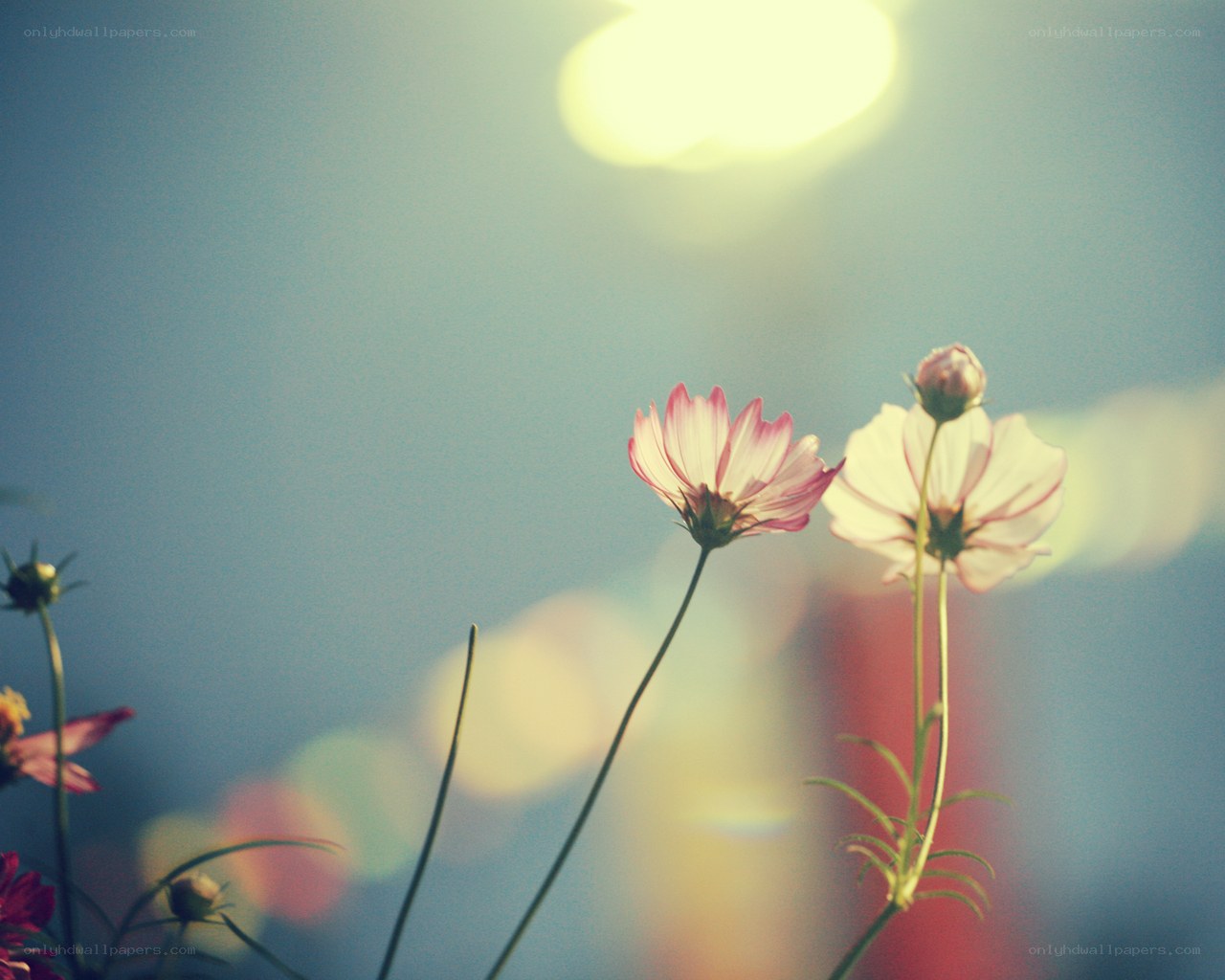 Cosmos flowers in sunlight