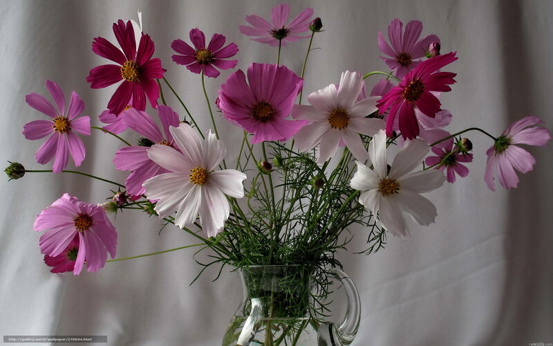 Cosmos Flowers in Vase — Pink, Calm, Photograph