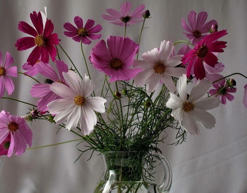 Cosmos Flowers in Vase — Pink, Calm