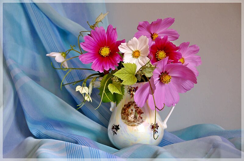 Cosmos Flowers in Vase