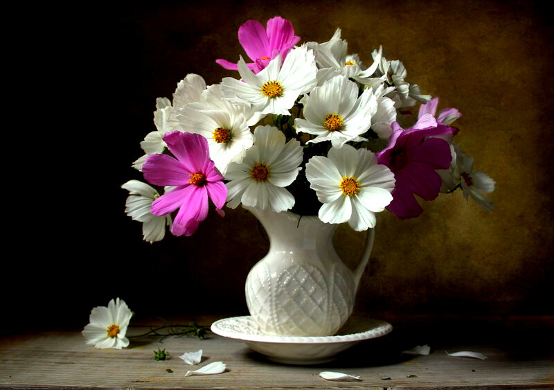 Cosmos Flowers in Vase — White