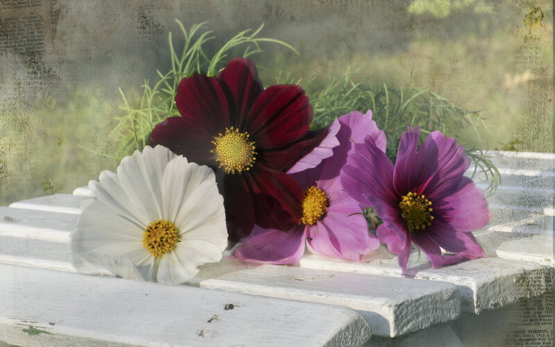 Cosmos Flowers on Bench