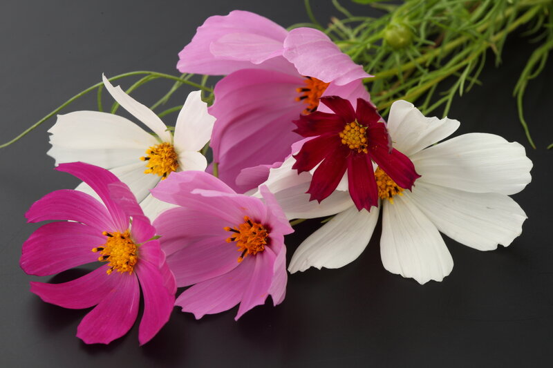 Cosmos Flowers on Black