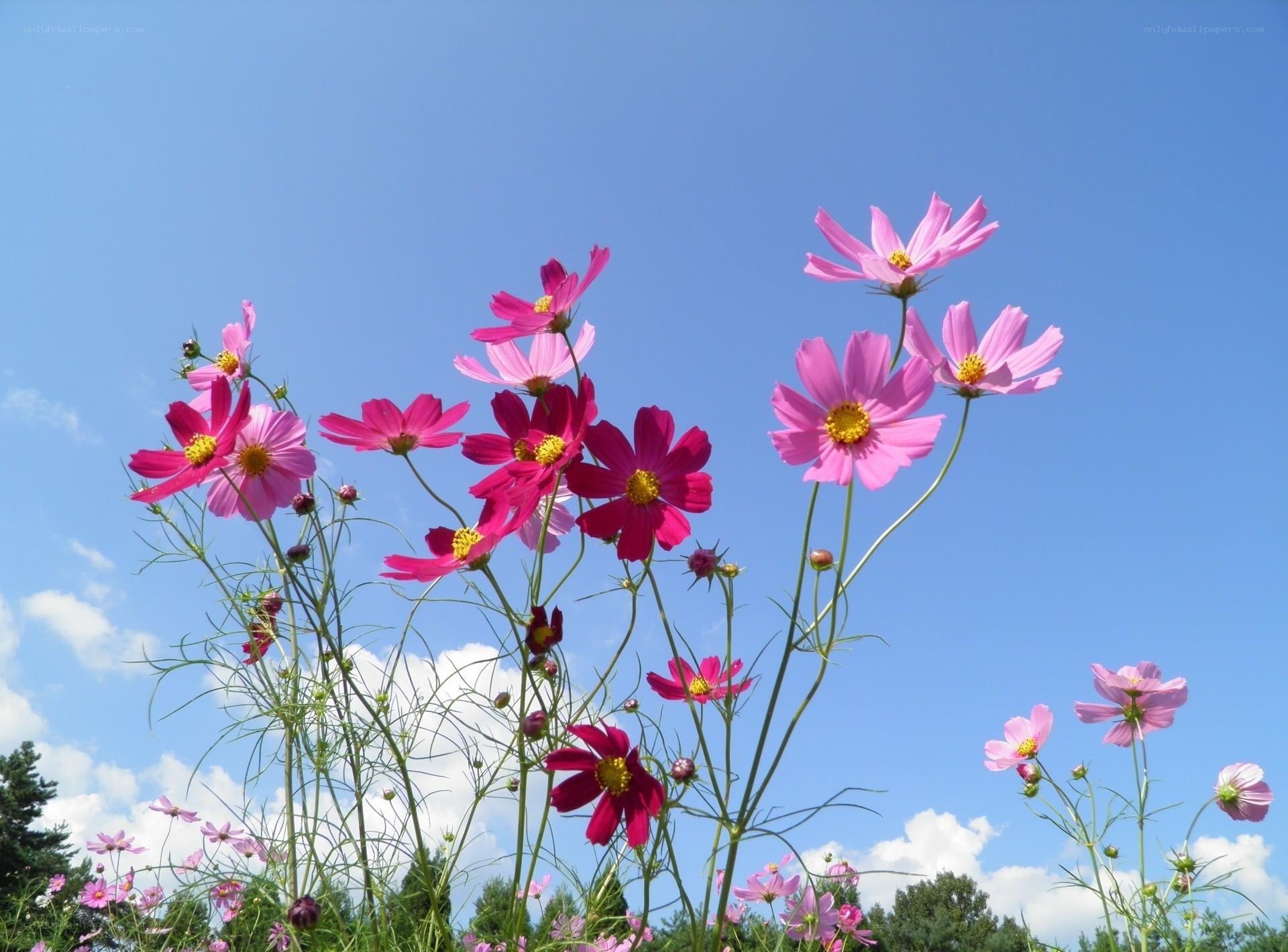 Cosmos flowers under blue sky