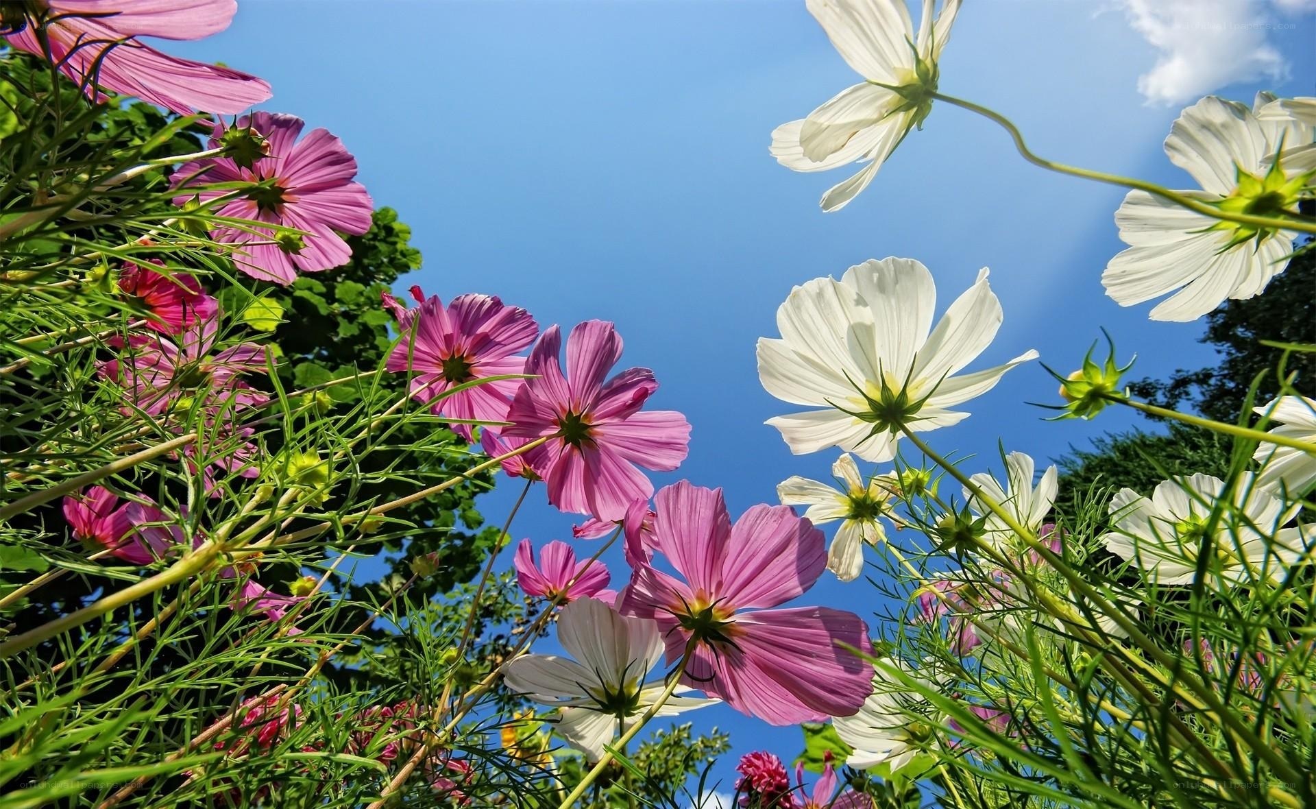 Cosmos flowers under blue sky