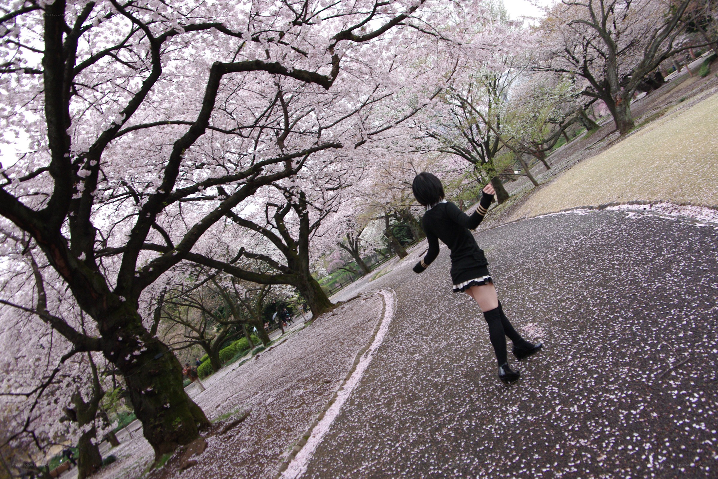 Cosplayer in cherry blossom park
