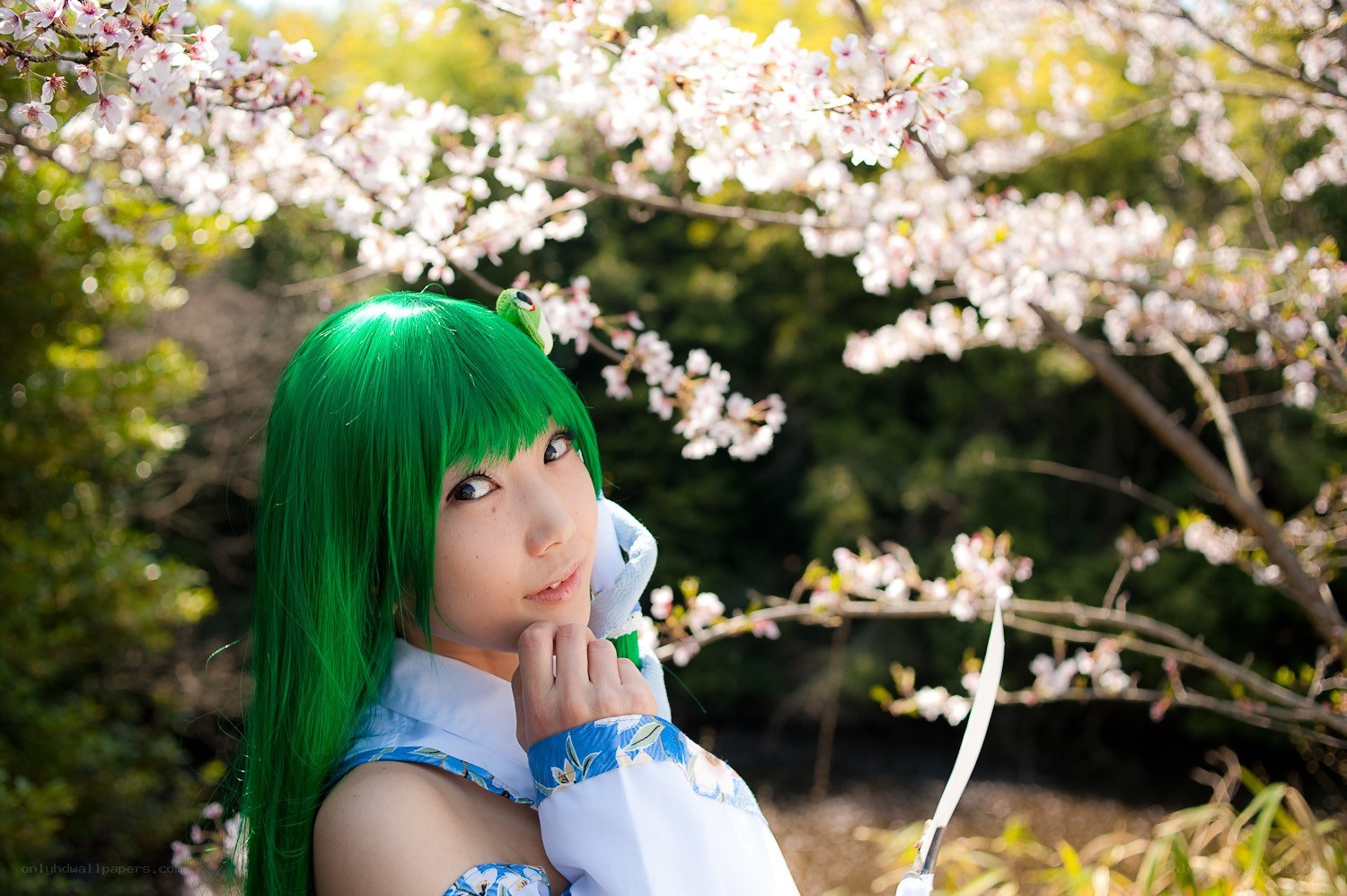 cosplayer in cherry blossoms