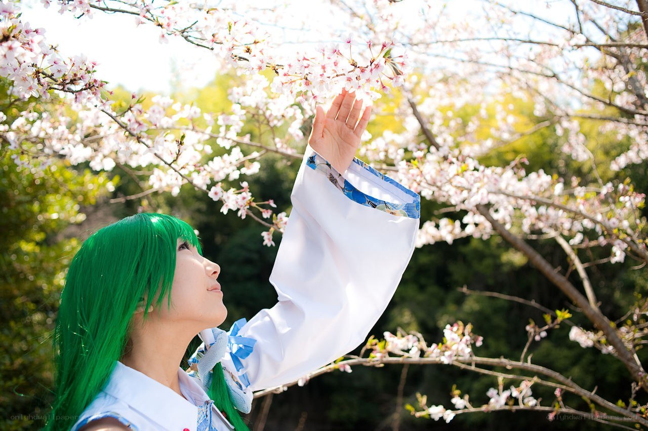 cosplayer under cherry blossoms