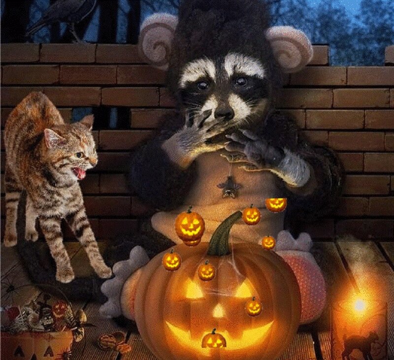 Costumed Raccoon with Cat