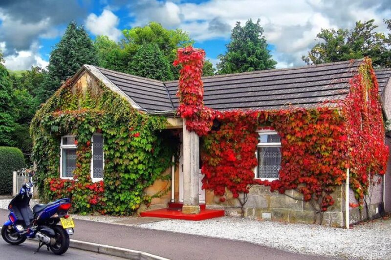 cottage covered in ivy
