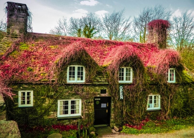 Cottage Covered in Ivy — Green, Quaint