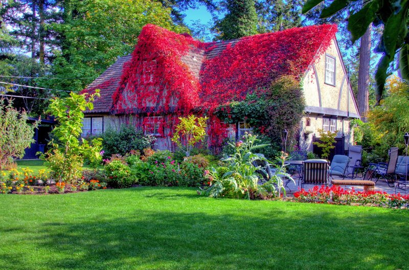 Cottage Covered in Ivy — Green, Serene, Autumn