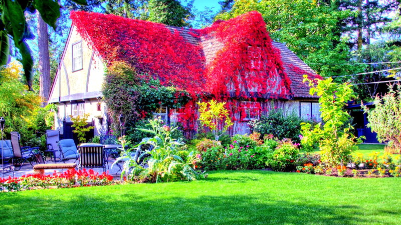 Cottage Covered in Ivy — Green, Serene, Summer
