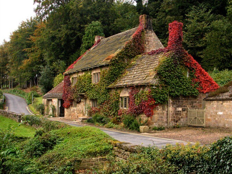 Cottage Covered in Ivy — Green