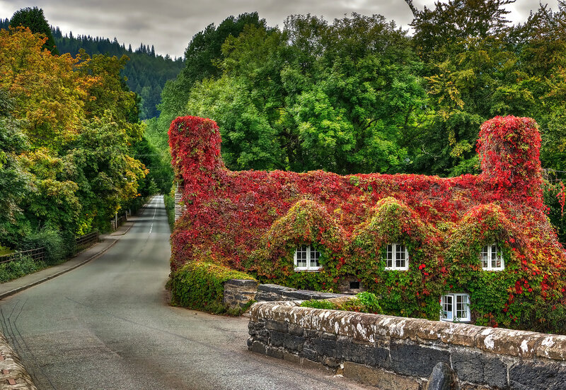 Cottage Covered in Ivy — Red, Serene, Autumn, Photograph, Road