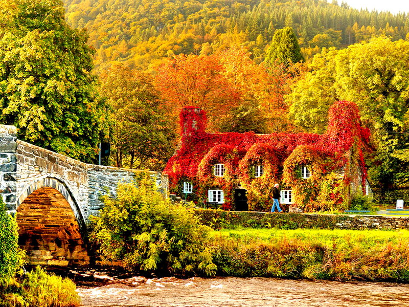 Cottage Covered in Ivy — Red, Serene, Autumn, Photograph, Stone Bridge, River