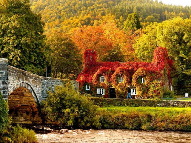Cottage Covered in Ivy — Red, Serene, Autumn, Photograph