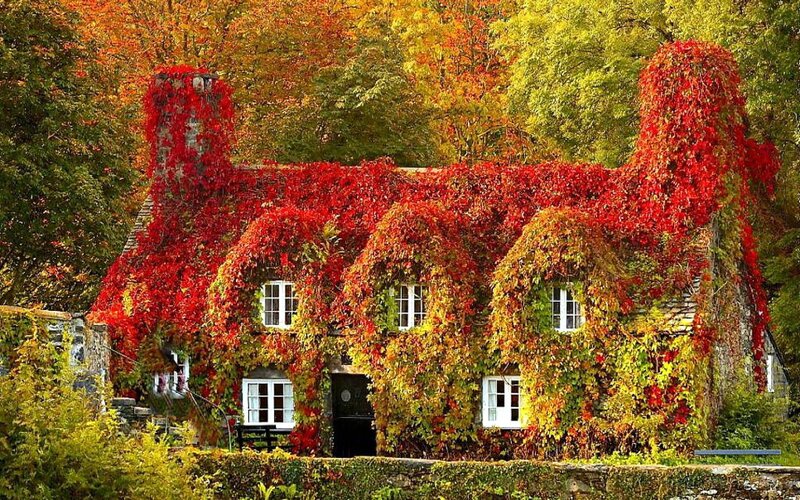 Cottage Covered in Ivy — Red, Serene, Autumn, Photograph, Trees