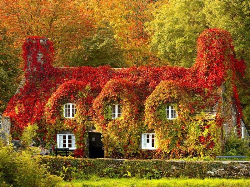Cottage Covered in Ivy — Red, Serene, Autumn
