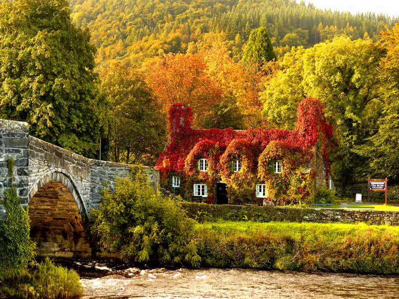 Cottage Covered in Ivy — Red, Serene